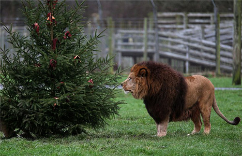 320名圣诞老人整体冲浪？？？八一八圣诞节奇闻趣事